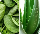 Extracto de espinaca, extracto de aloe vera